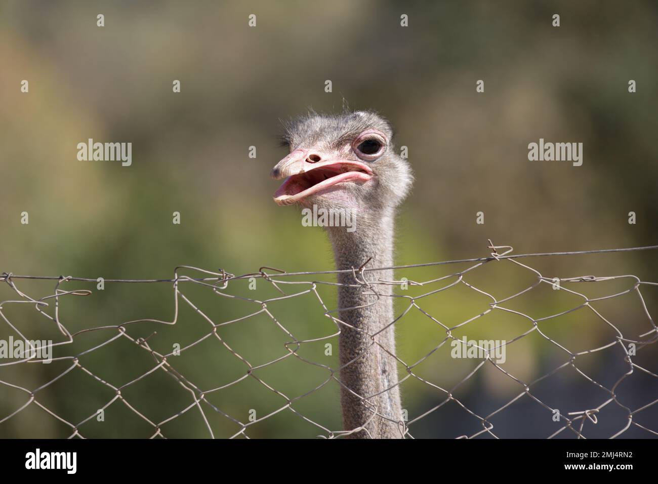 La testa di uno struzzo con un becco aperto. Lo struzzo comune (Struthio camelus) si trova dietro una recinzione in rete metallica, primo piano del viso e del collo dello struzzo Foto Stock