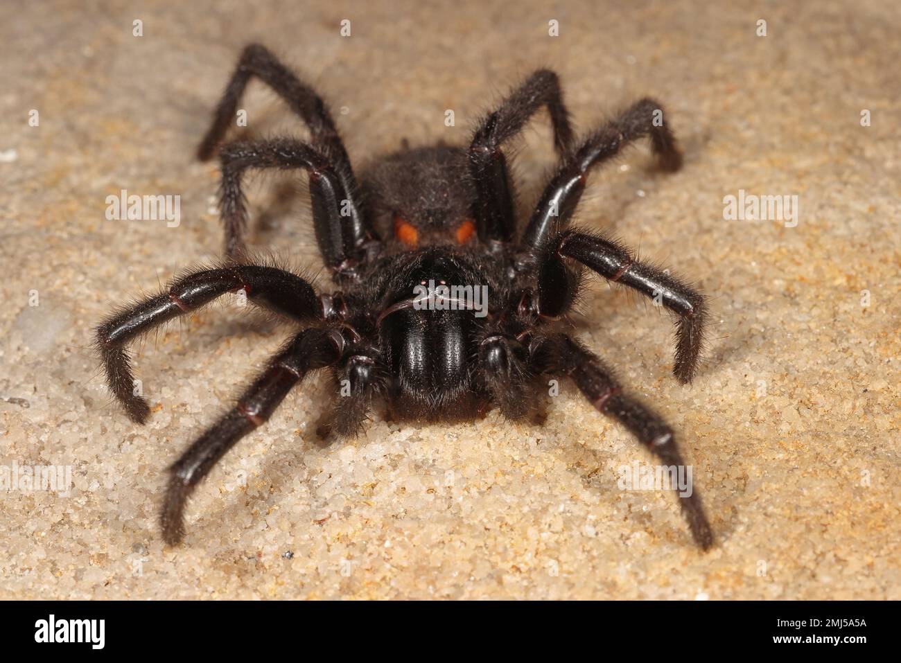 Web Spider, imbuto di Sydney altamente velenoso Foto Stock
