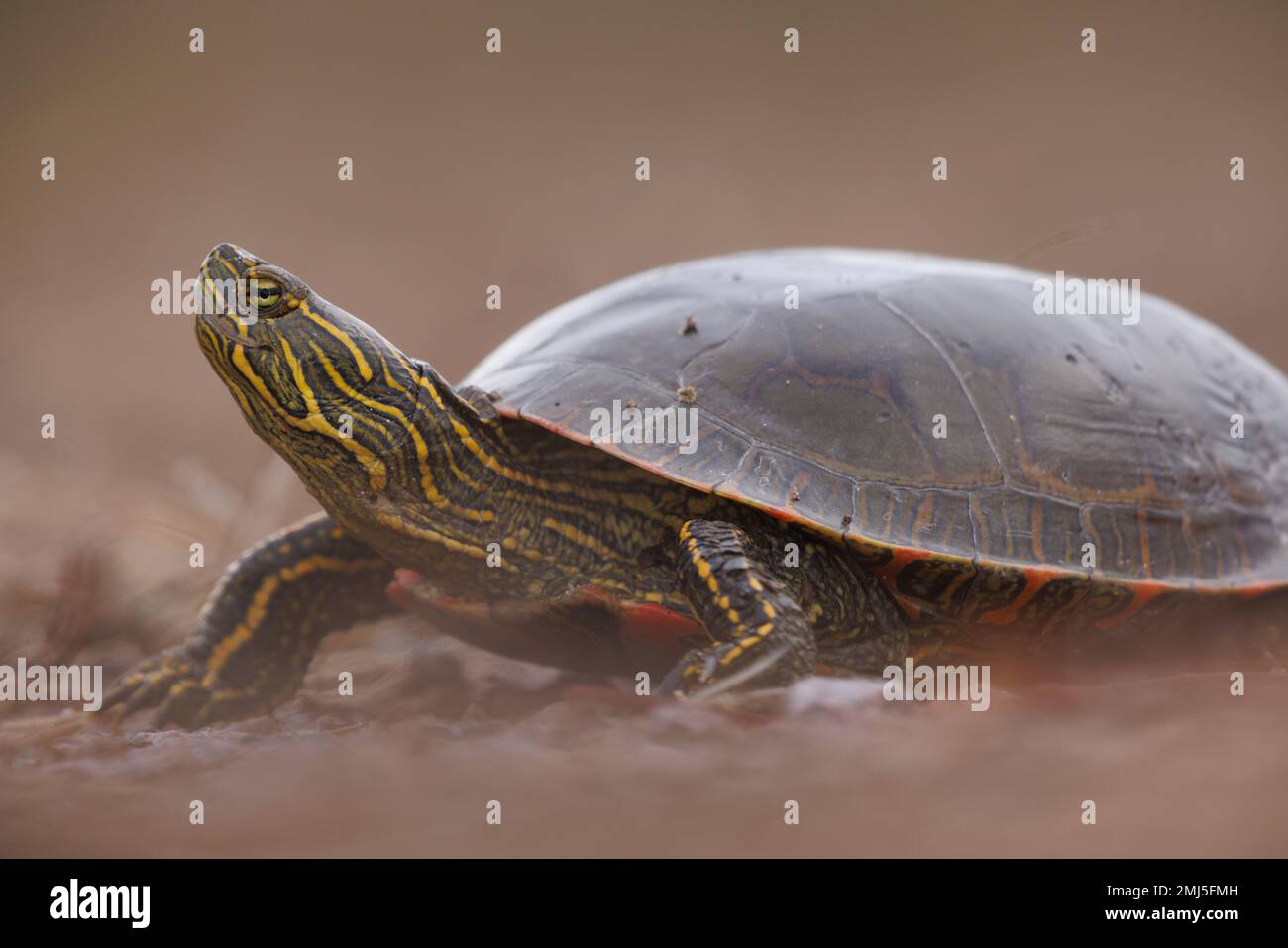 Western Painted Turtle, Bosque del Apache National Wildlife Refuge, New Mexico, USA. Foto Stock