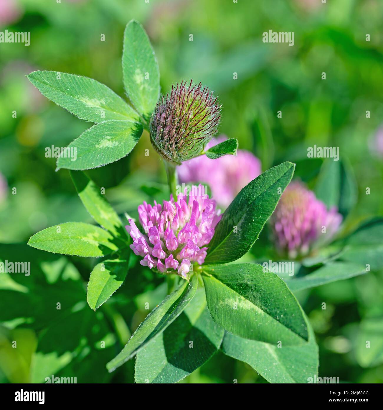 Trifoglio rosso fiorito, Trifolium pratense, primo piano Foto Stock