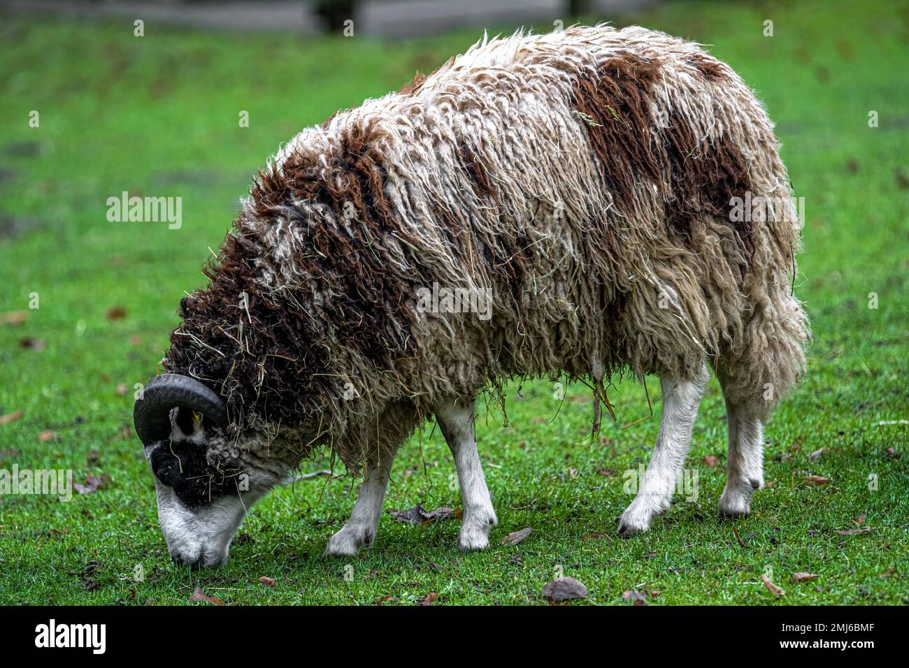 Pecora Jacob (Ovis orientalis F. ariete) Foto Stock