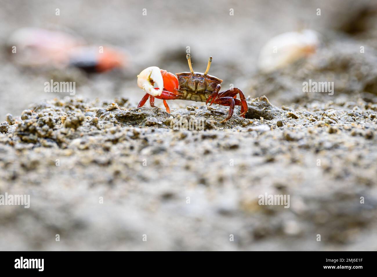 Granchi Fiddler, granchi fantasma rosso arancio piccolo granchio maschio di mare colorato un artiglio è più grande usato per ondeggiare e agire come un'arma in battaglia stile di vita selvatico AN Foto Stock