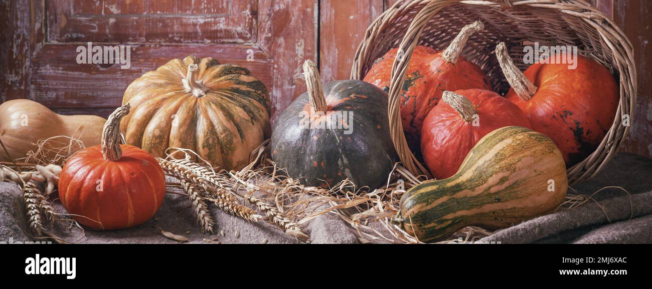 Autunno ancora vita con frutti di zucca di diversi colori e dimensioni in una vecchia casa rurale, banner. Concetto di giorno del Ringraziamento con focus selettivo Foto Stock
