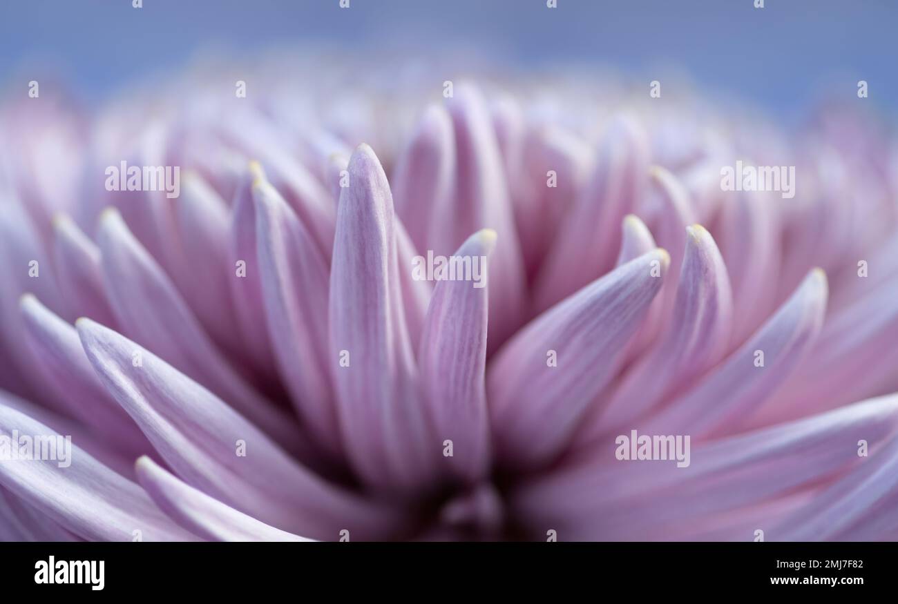 Macro fotografia di una daliah rosa tenue dal lato, sfondo azzurro chiaro, orizzontale Foto Stock