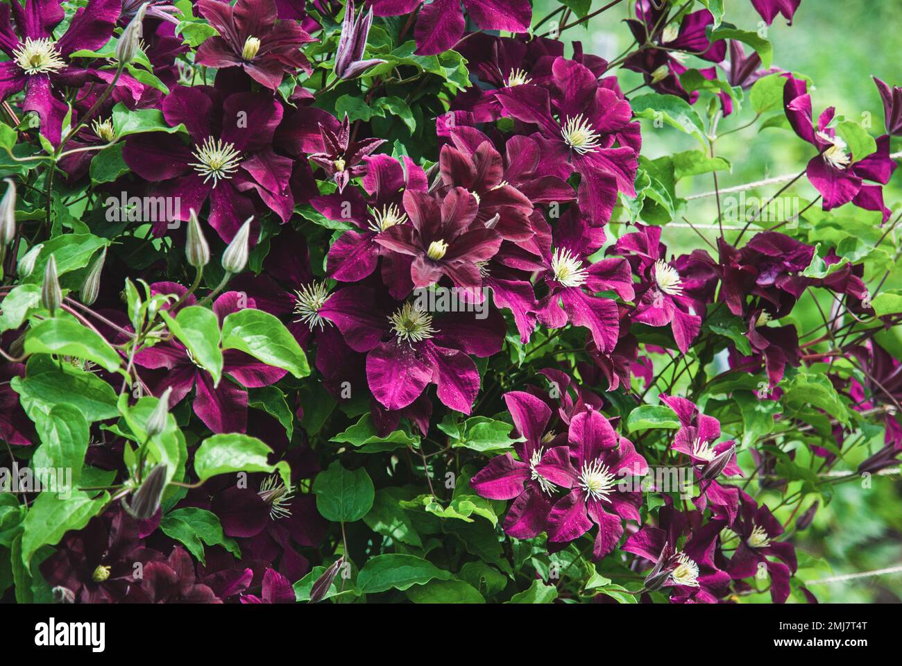 Clematis Niobe in giardino, supporto piante alpiniste, fiori viola mauve in estate Foto Stock