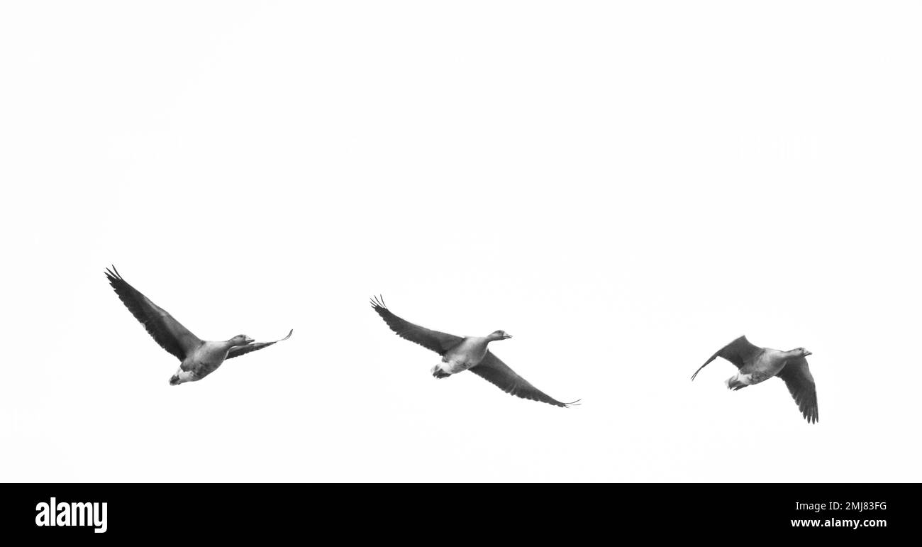 silhouette di un gregge di uccelli su sfondo bianco con spazio copia Foto Stock