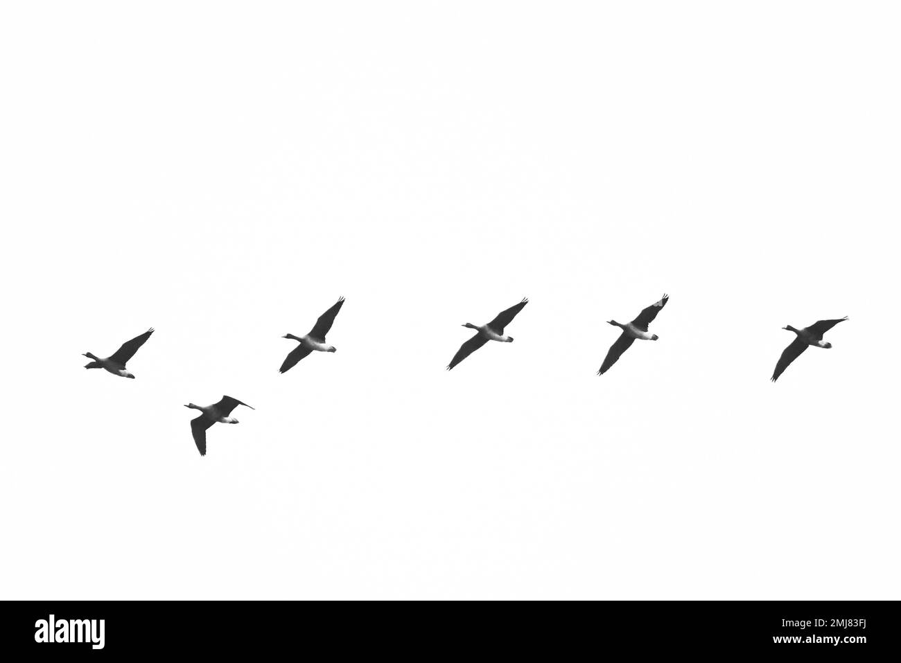 silhouette di un gregge di uccelli su sfondo bianco con spazio copia Foto Stock