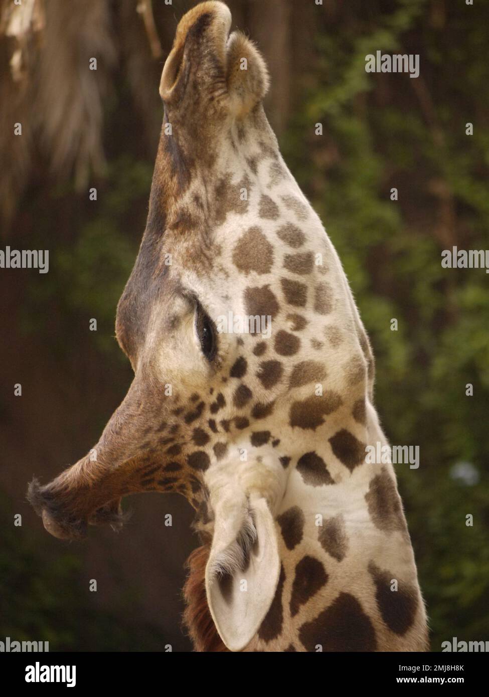 Masai Giraffe (Giraffa camelopardalis tipelskirchi) si estende fino allo zoo di Los Angeles Foto Stock