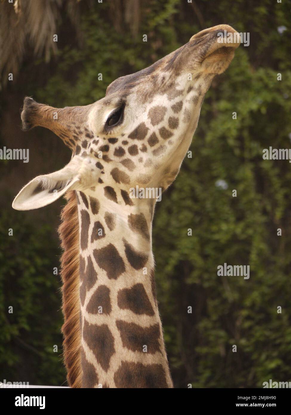 Ritratto di un Masai Giraffe (Giraffa camelopardalis tipelskirchi) allo Zoo di Los Angeles Foto Stock