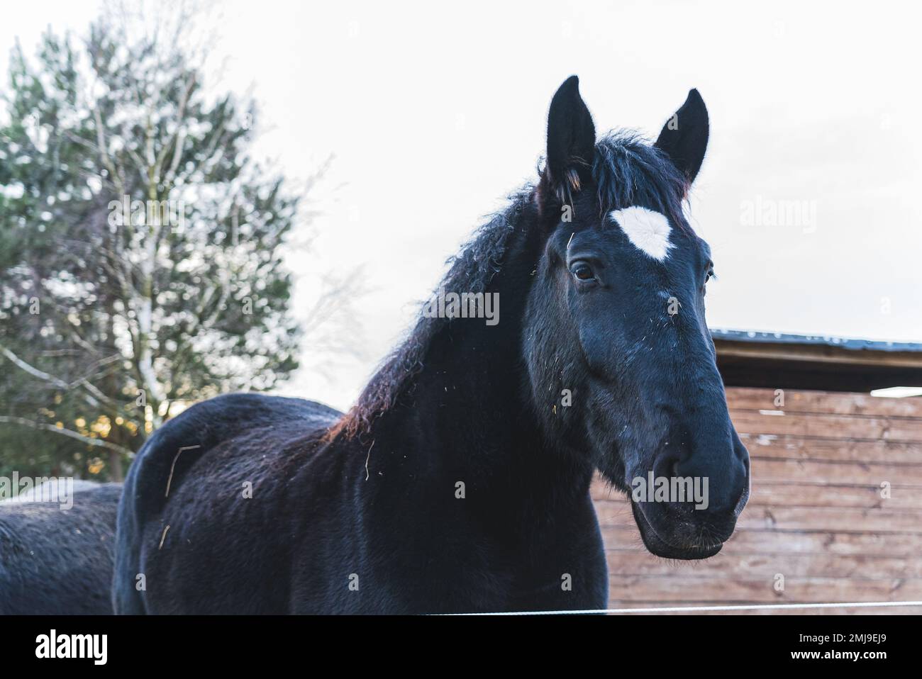 Il grande cavallo frisone nero guarda la macchina fotografica. All'aperto. Primo piano. . Foto di alta qualità Foto Stock