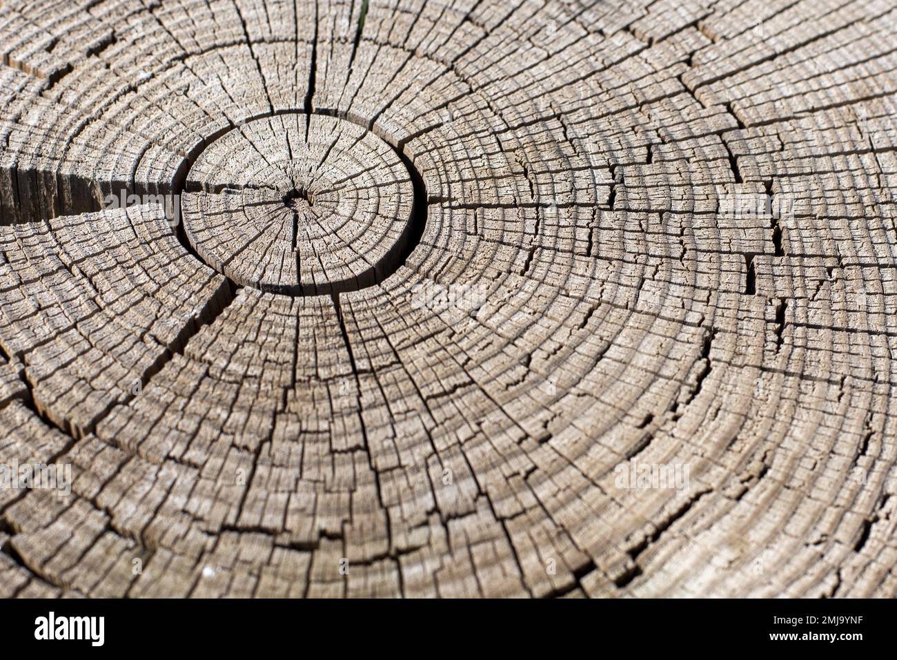 La tana de la tana de la madera antigua, fondo textura Foto Stock