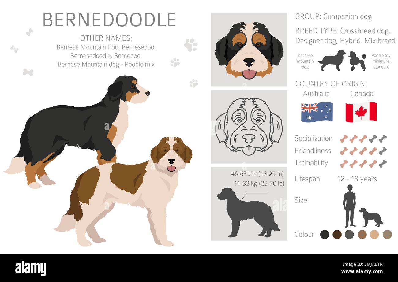 Bernedoodle ibrido clipart. Set di tutti i colori del mantello. Posizione diversa. Infografica sulle caratteristiche di tutte le razze di cani. Illustrazione vettoriale Illustrazione Vettoriale