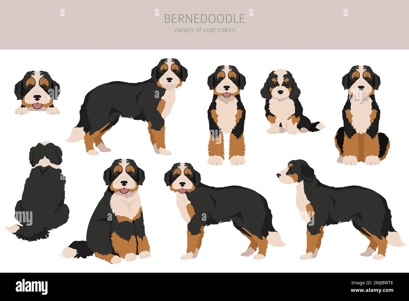 Bernedoodle ibrido clipart. Set di tutti i colori del mantello. Posizione diversa. Infografica sulle caratteristiche di tutte le razze di cani. Illustrazione vettoriale Illustrazione Vettoriale