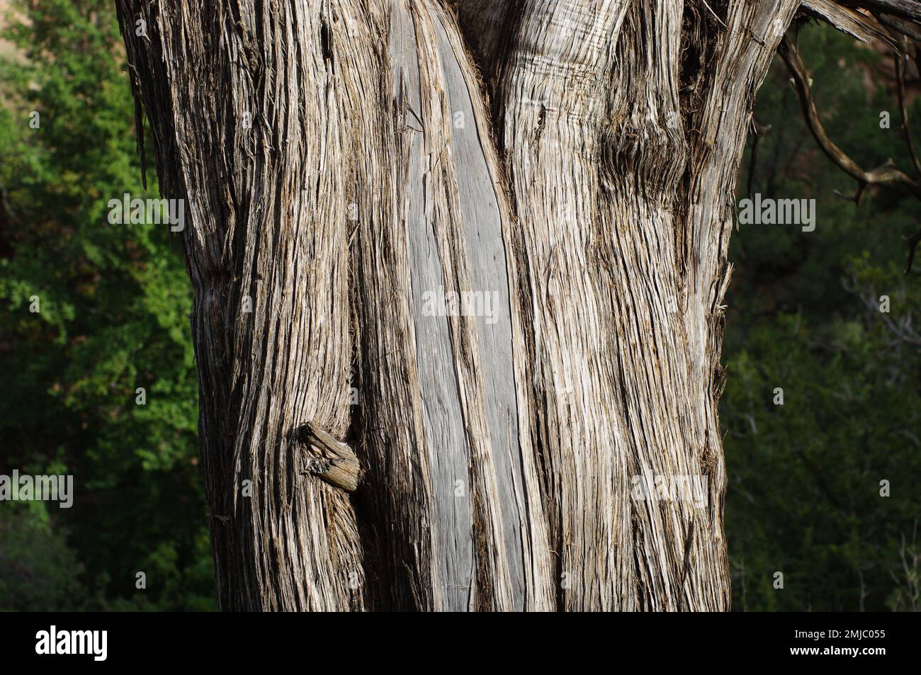 Juniper Bark nel deserto di Sedona Foto Stock