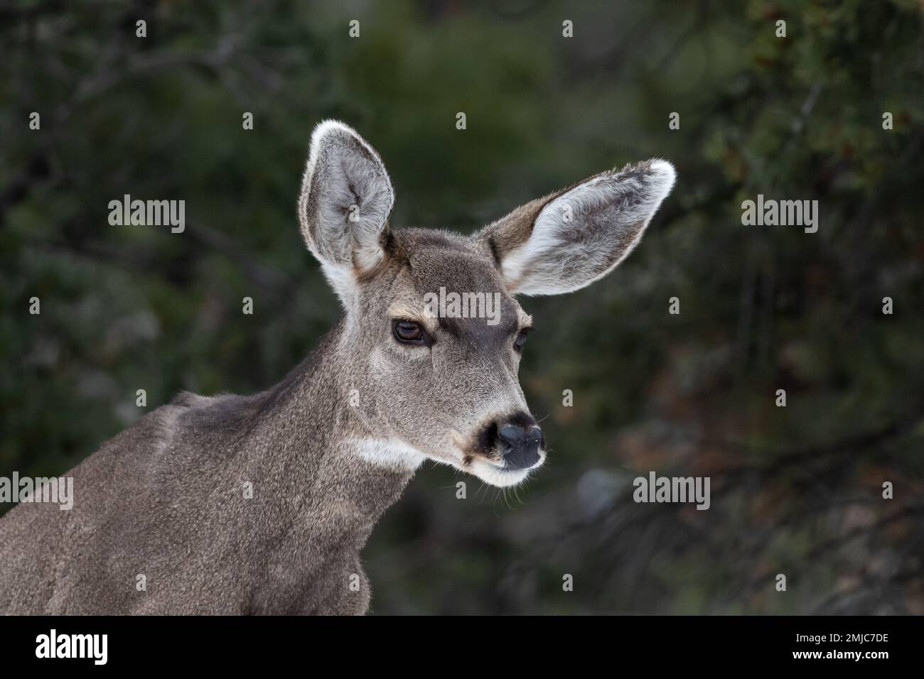 Ritratto del giovane Mule Deer (Odocileus hemionus) guardando la fotocamera. Parco Nazionale del Grand Canyon. Foresta in background. Foto Stock