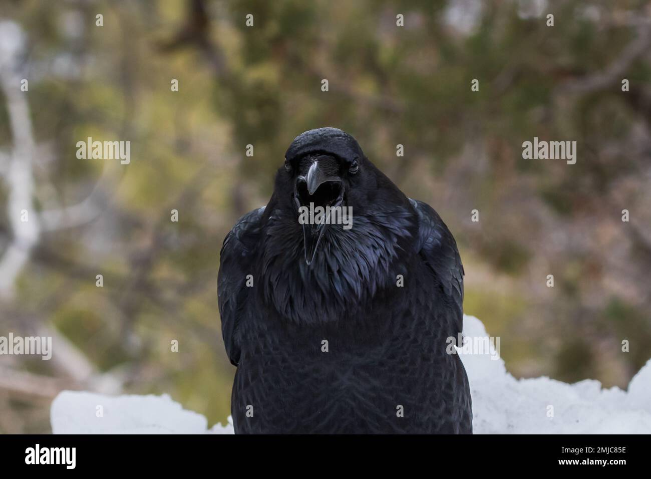 Primo piano di Raven comune (genere Corvus) guardando la macchina fotografica, bocca aperta; Parco Nazionale del Grand Canyon. Neve e foresta visibili sullo sfondo. Foto Stock