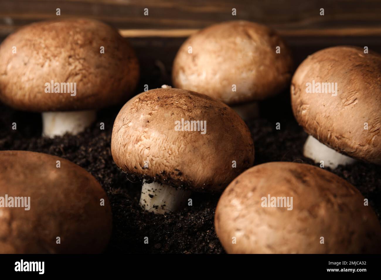 Champignons marrone che cresce su suolo, primo piano. Coltivazione di funghi Foto Stock