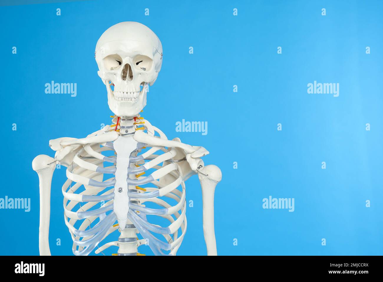 Modello di scheletro umano artificiale su sfondo blu. Spazio per il testo Foto Stock