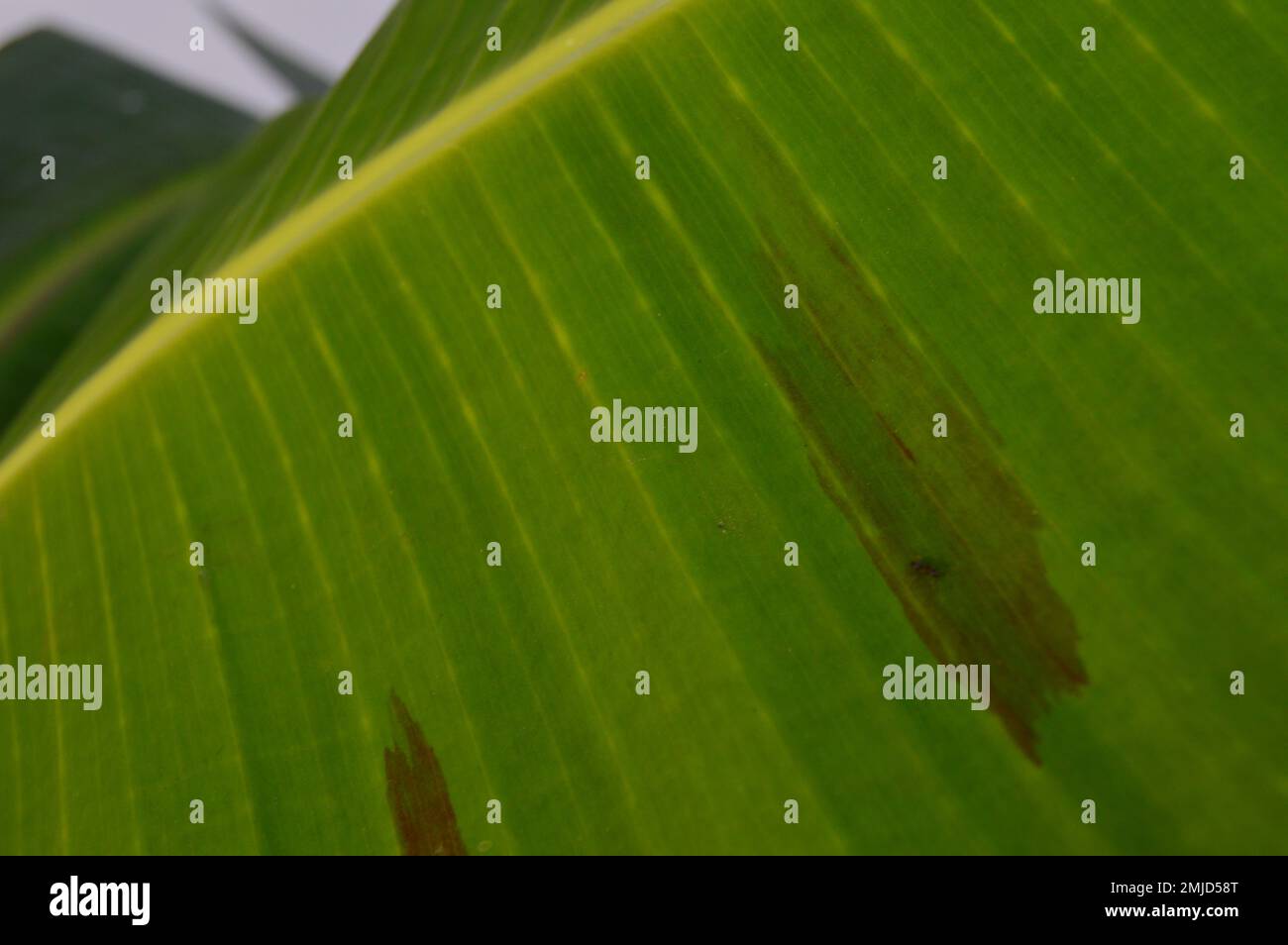 La foto della foglia spaccata mostra la struttura superficiale delle foglie di banana ricurve e dei gambi dai colori naturali, con macchie sulla superficie. Foto Stock