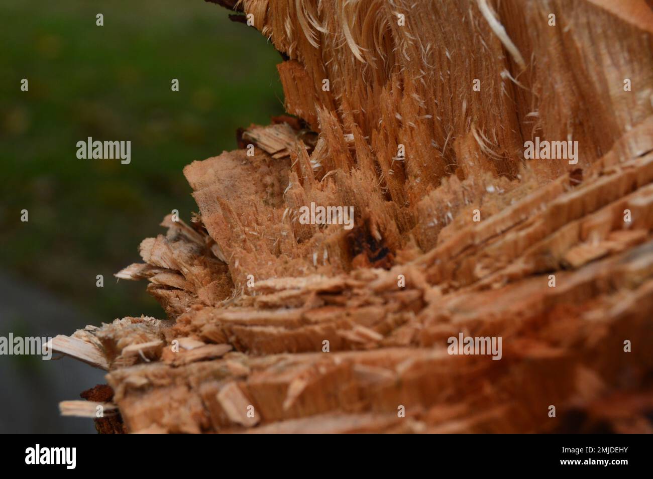 I resti degli alberi abbattuti. Superficie che lascia legno tagliato irregolare. Foto Stock