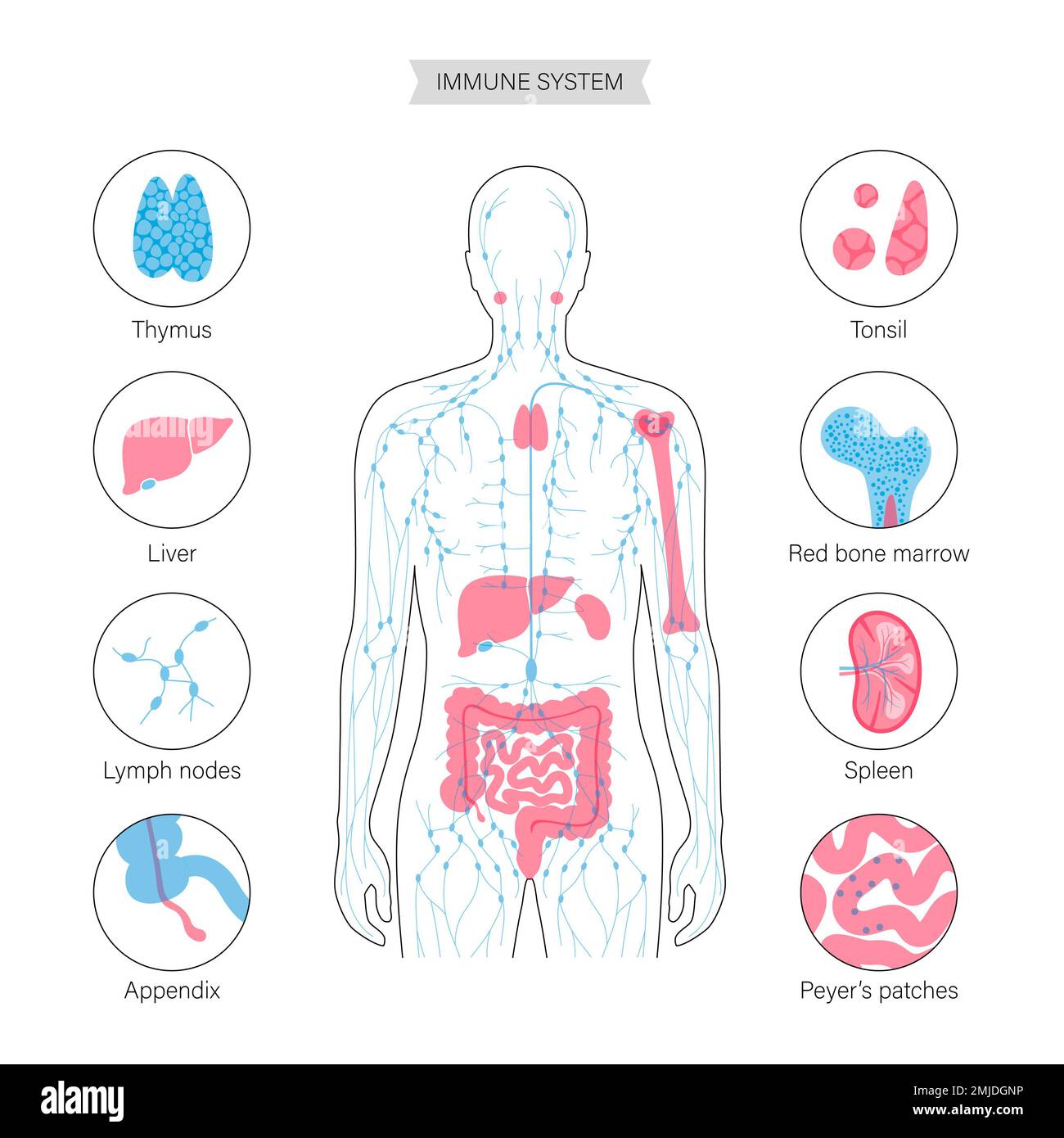 Sistema linfatico e organi, illustrazione Foto Stock