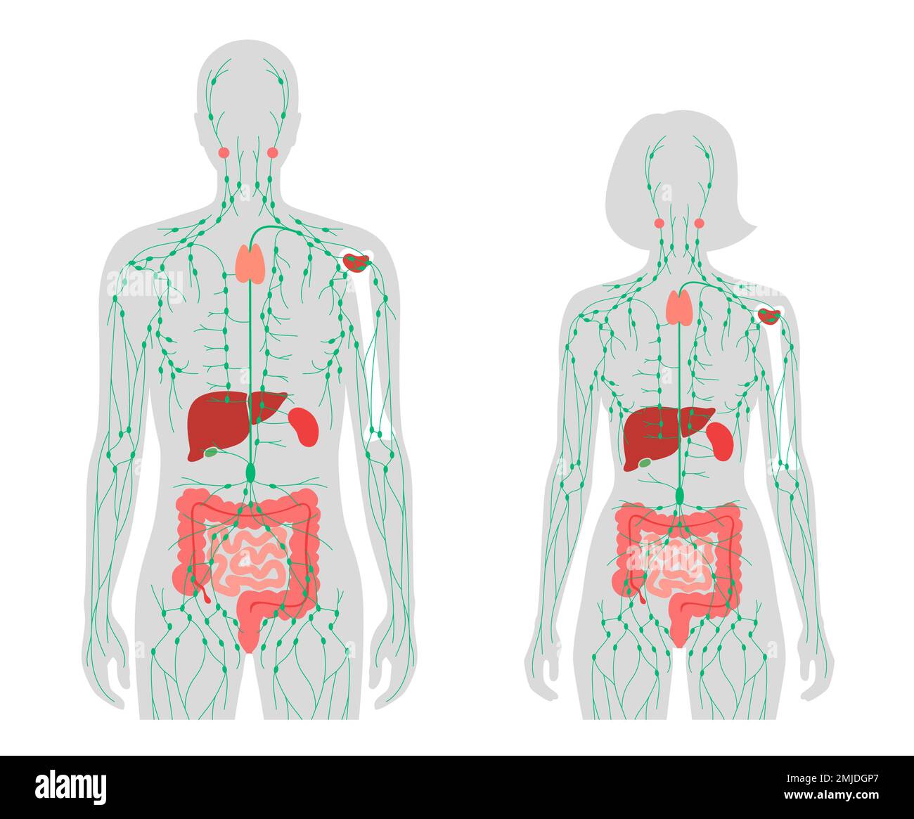 Sistema linfatico e organi, illustrazione Foto Stock