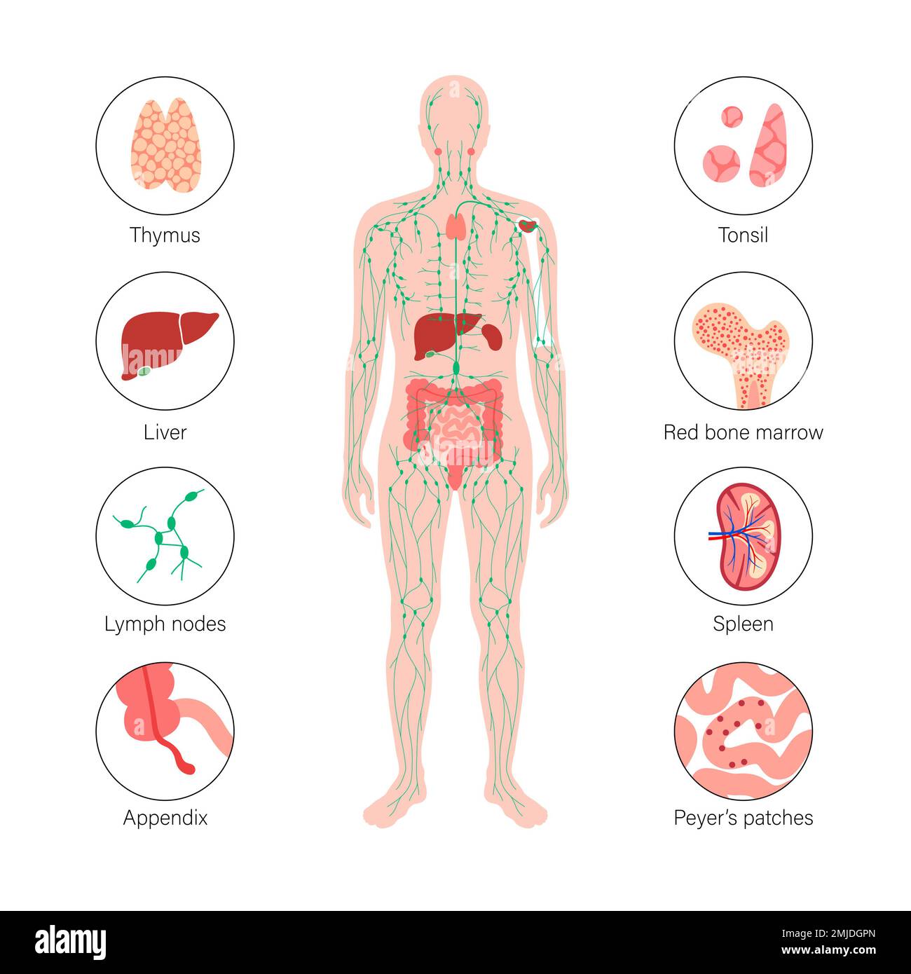 Sistema linfatico e organi, illustrazione Foto Stock