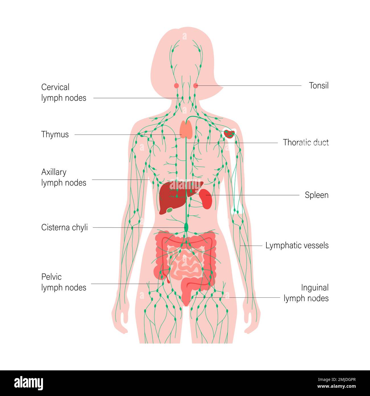 Sistema linfatico e organi, illustrazione Foto Stock