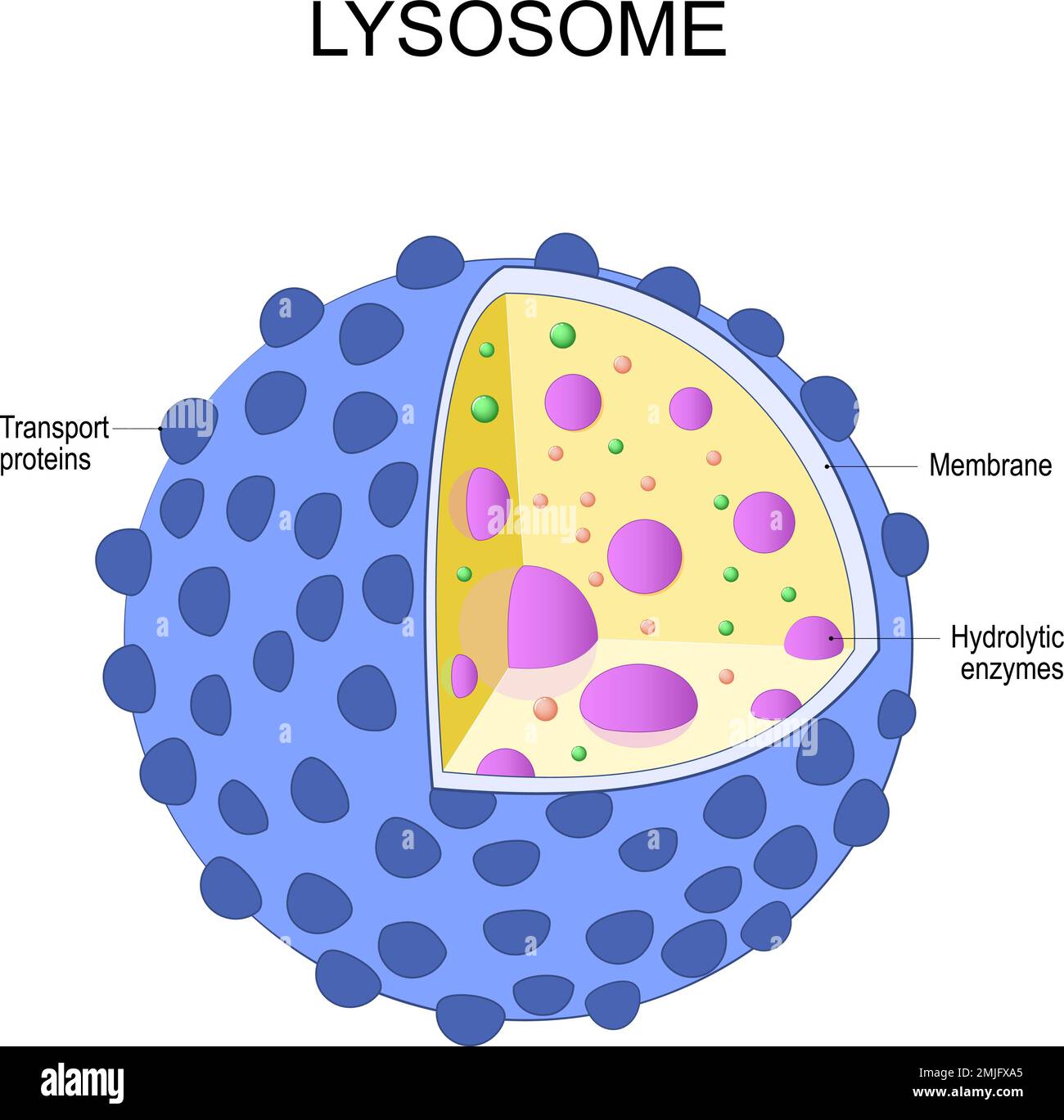 anatomia lisosoma. struttura di organelle che ha trovato in cellula animale. diagramma vettoriale Illustrazione Vettoriale