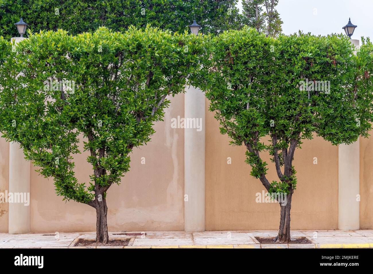 Strutture ad albero topiario Foto Stock