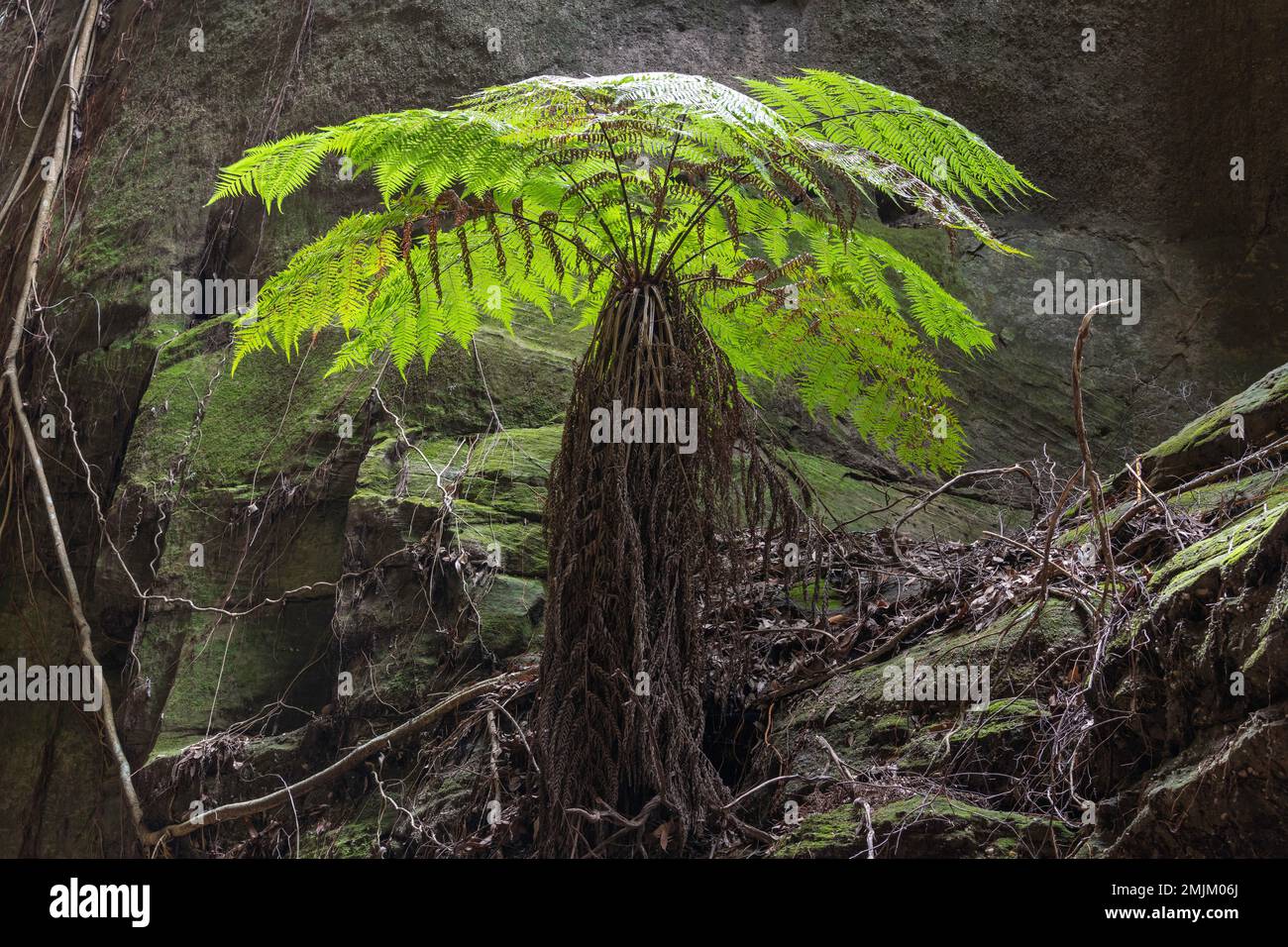 Cyathea cooperi (Australian Tree Fern) ... Una felce ad albero alta ed elegante, in rapida crescita, con fronde a lunga diffusione che crea una meraviglia Foto Stock