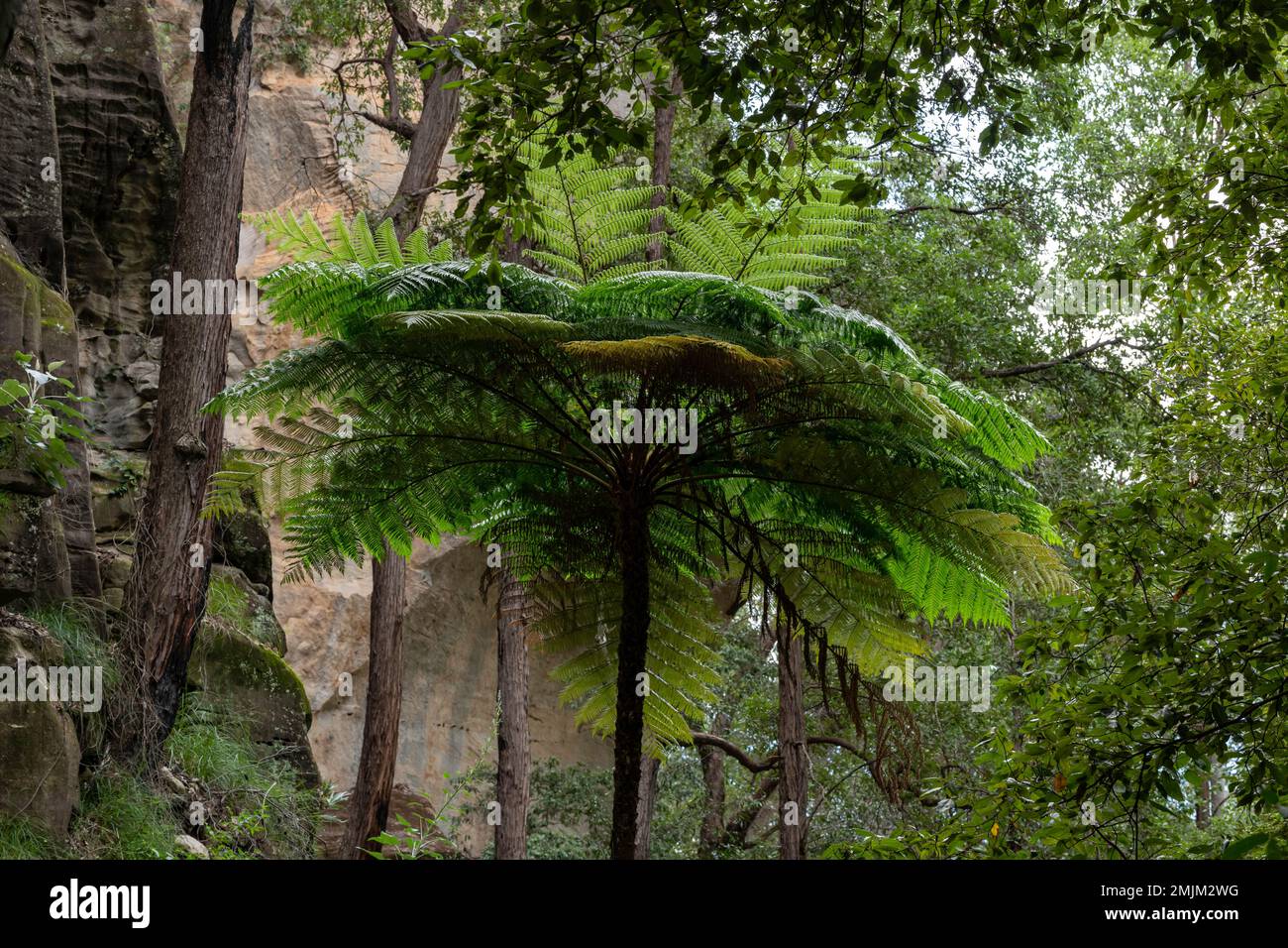 Cyathea cooperi (Australian Tree Fern) ... Una felce ad albero alta ed elegante, in rapida crescita, con fronde a lunga diffusione che crea una meraviglia Foto Stock