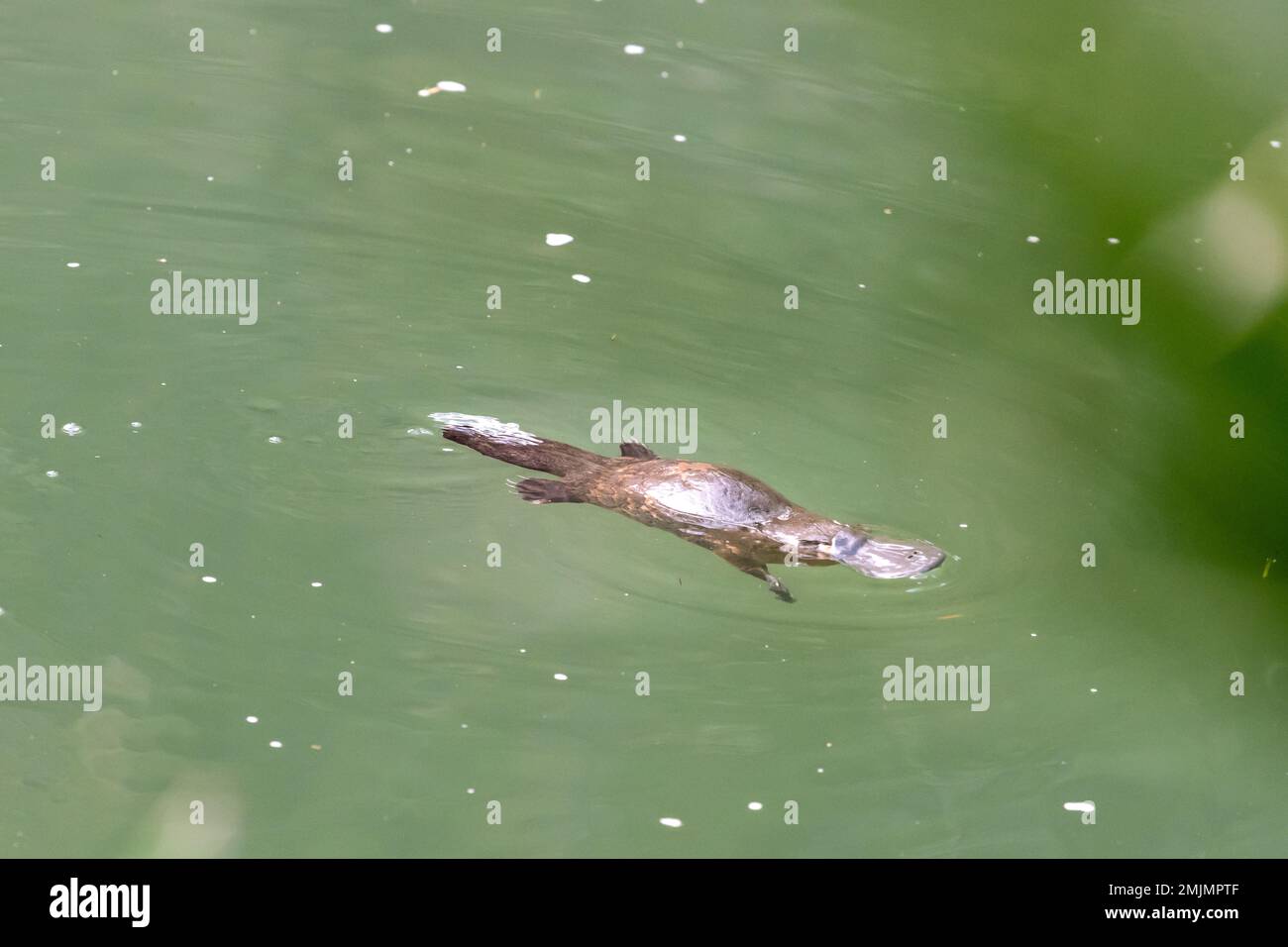 Una creatura normalmente estremamente timida e sfuggente, questo Platypus anatra-fatturato sembrava tollerare la mia presenza cercare di fotografare lui nuoto lungo un torrente Foto Stock