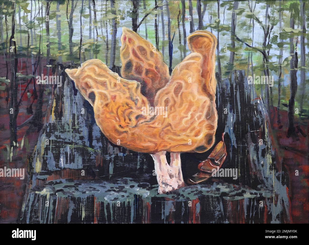 Gyromitra infula, comunemente noto come il falso morello agganciato o la sella di pinna, è un fungo non commestibile. Si trova nell'emisfero settentrionale, di solito Foto Stock