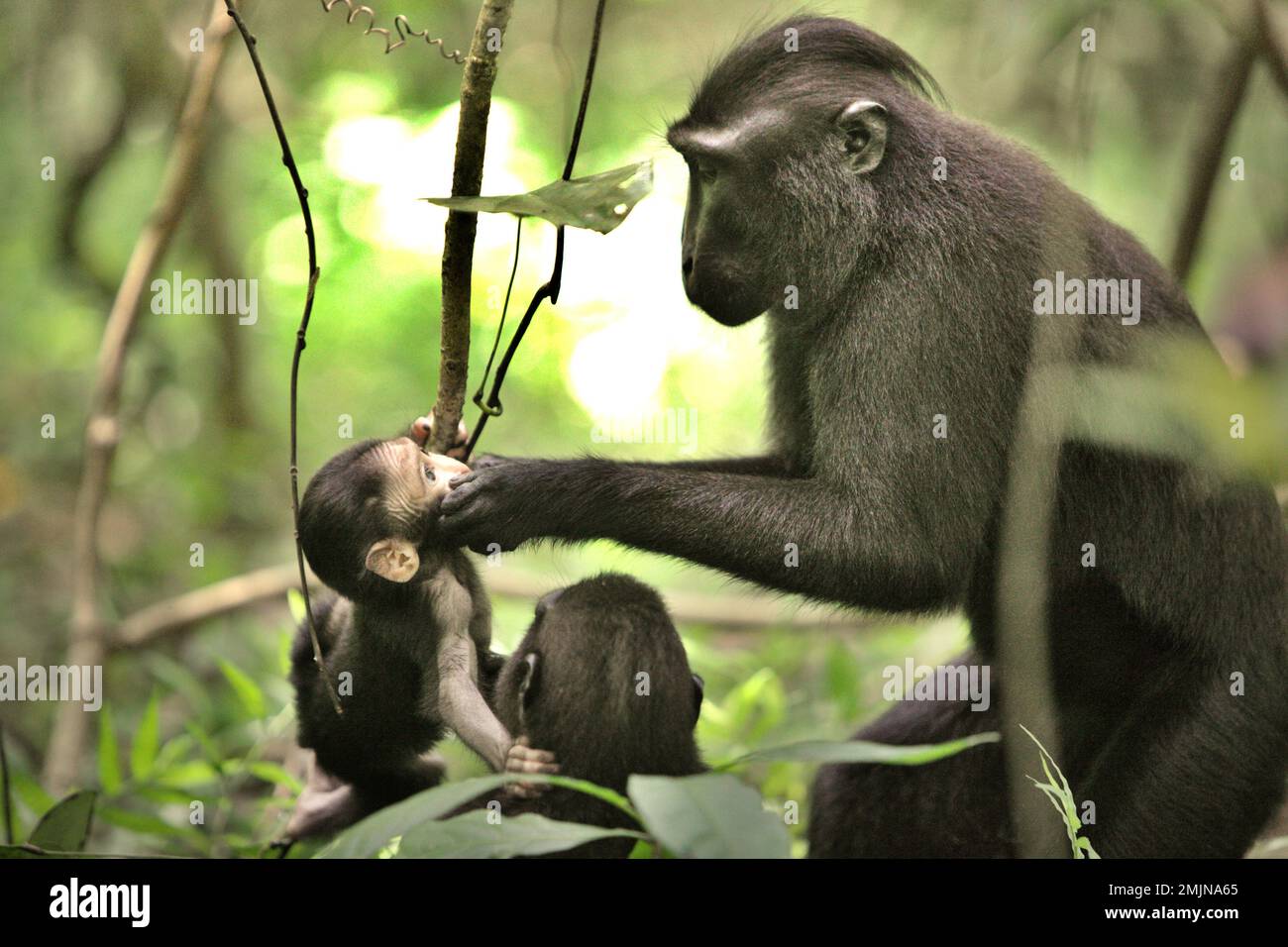 Una bambina adulta di macaco sulawesi con cresta nera (Macaca nigra) sta confortando un bambino durante il periodo dello svezzamento nel loro habitat naturale, nella foresta pluviale di pianura nella Riserva Naturale di Tangkoko, Nord Sulawesi, Indonesia. Il periodo di svezzamento di un neonato macaco crestato, dai 5 mesi fino ai 1 anni di età, è la prima fase della vita in cui la mortalità infantile è la più alta. Gli scienziati primati del progetto Macaca Nigra hanno osservato che '17 dei 78 bambini (22%) sono scomparsi nel loro primo anno di vita. Otto di questi 17 corpi morti di lattanti sono stati trovati con grandi ferite da puntura.' Nel frattempo, l’impatto del cambiamento climatico. Foto Stock