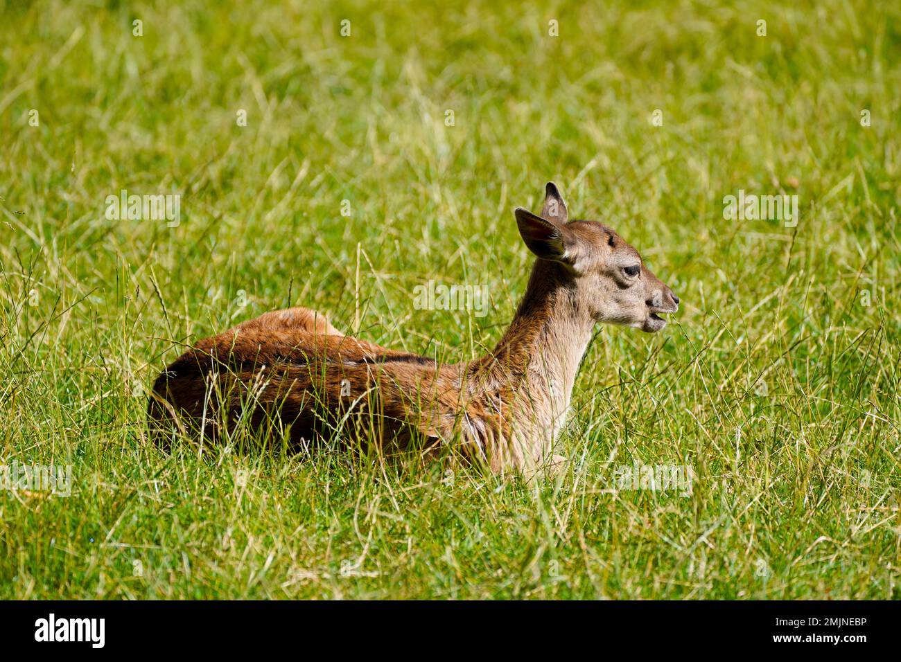Daino su un prato verde. Dama dama. Foto Stock