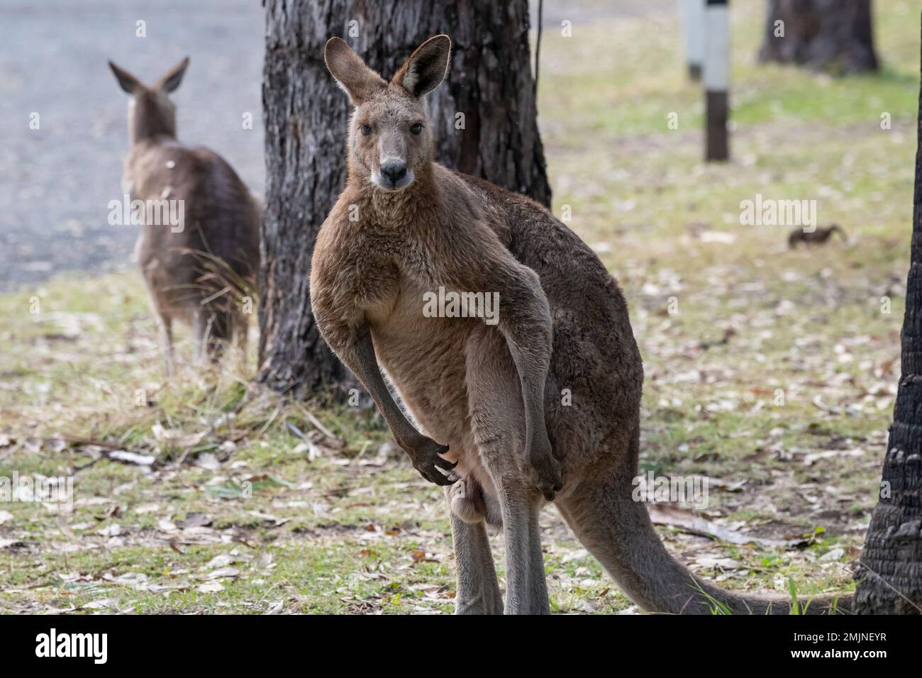 Un minaccioso canguro grigio orientale maschile al Carnarvon National Park nel Queensland, Australia Foto Stock