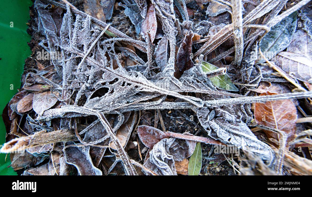 Primo piano semi astratto gelo invernale congelati foglie modelli naturali Foto Stock