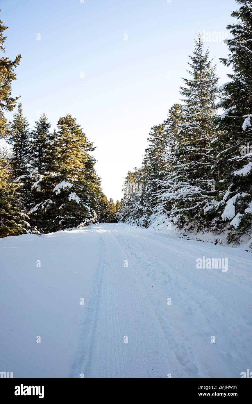 Bellezza serena di un sentiero innevato nella foresta nei Pirenei francesi. Il cielo blu offre un perfetto contrasto con la neve bianca con un ampio spazio di copia Foto Stock