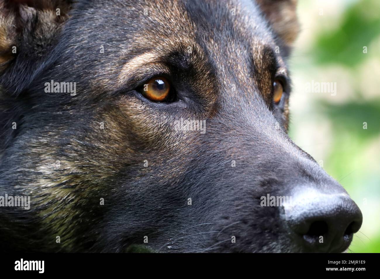 Il cane pastore tedesco equilibrato nella sua immagine carattere, non nervoso, sicuro di sé, assolutamente disinibito e (senza stimolo) completamente buona-na Foto Stock