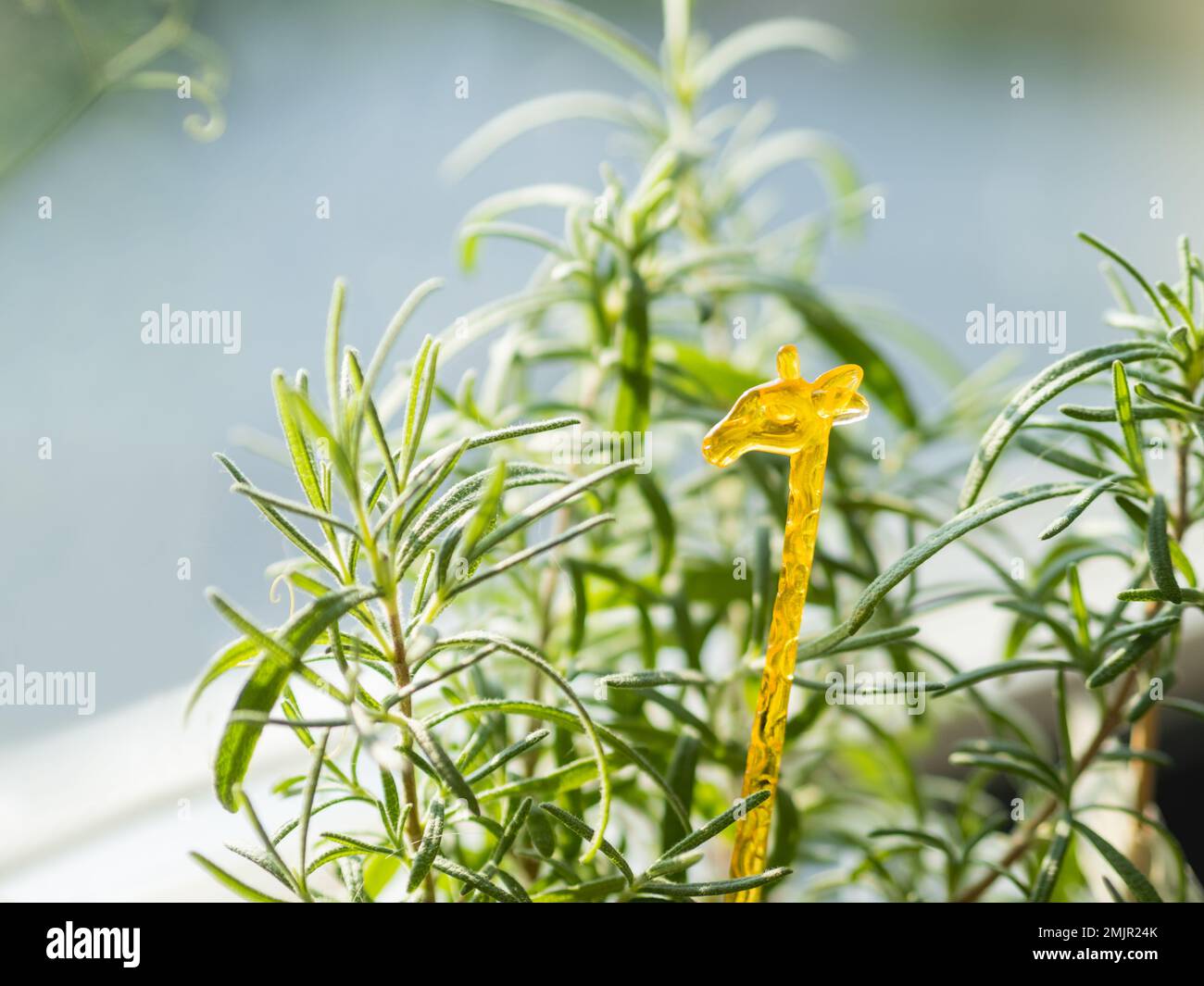 Giraffa in plastica gialla in vaso di fiori con rosmarino crescente. Germinazione di erbe medicinali a casa. Pianta biologica e animale decorativo sul davanzale. Foto Stock