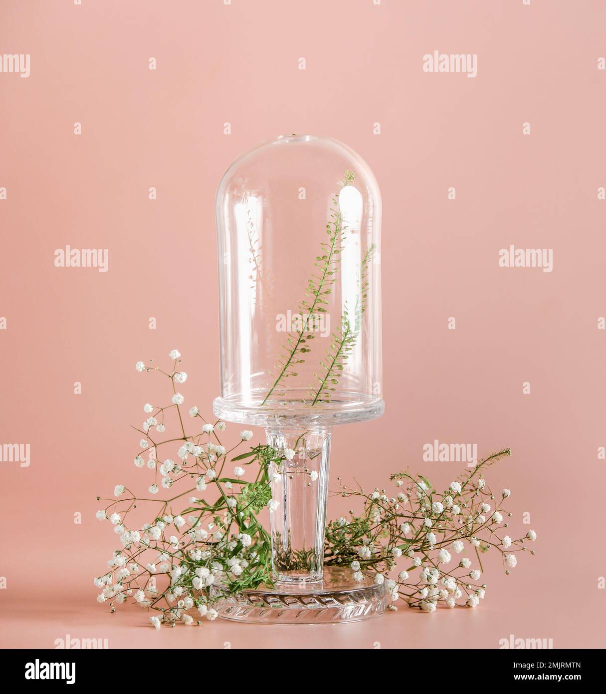 Cupola di vetro vuota con foglie verdi e fiori di gypsofila su sfondo rosa pastello. Scenografia vetrina mock up. Modello pubblicitario Foto Stock