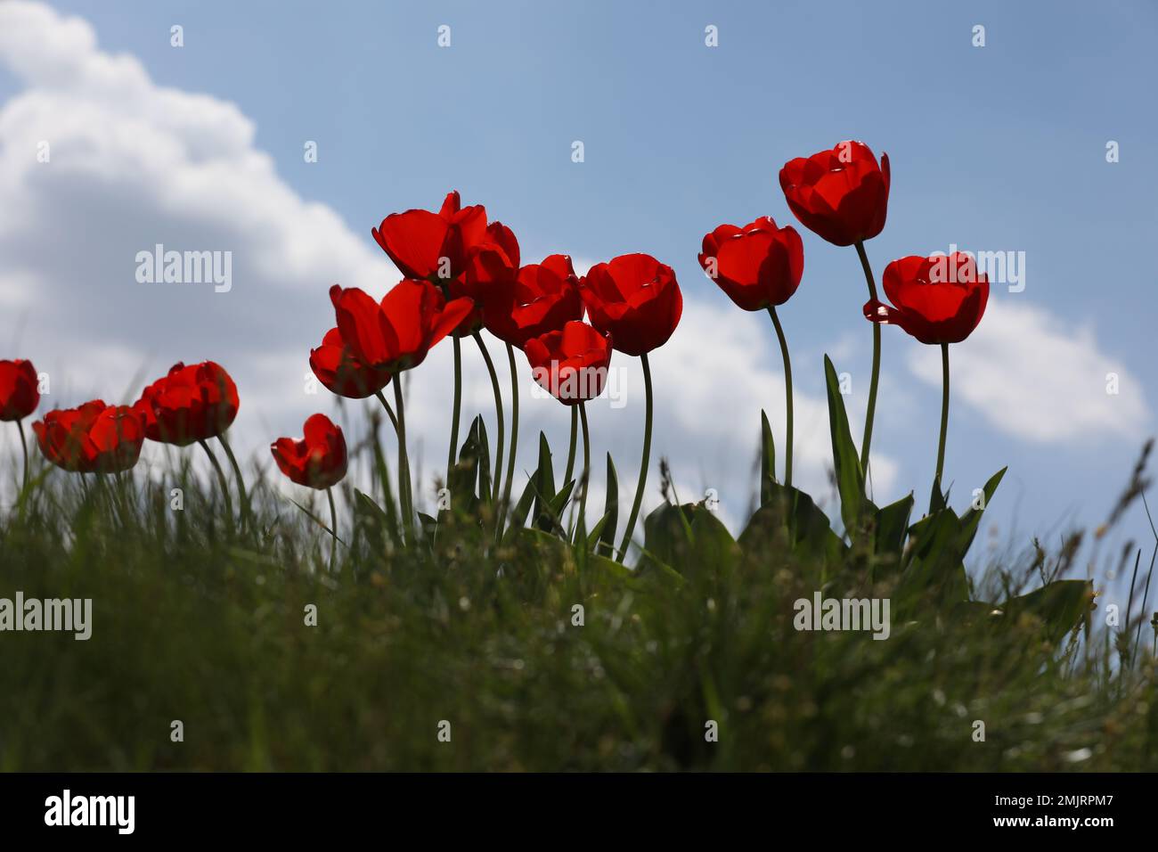 tulipani rossi sul prato verde di primavera Foto Stock