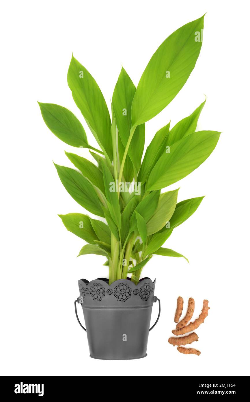 Pianta di spezie curcuma in vaso metallico radici alimentari sane. Prodotti organici, ad alto contenuto di polipehnoli, flavonoidi, antiossidanti. Foto Stock