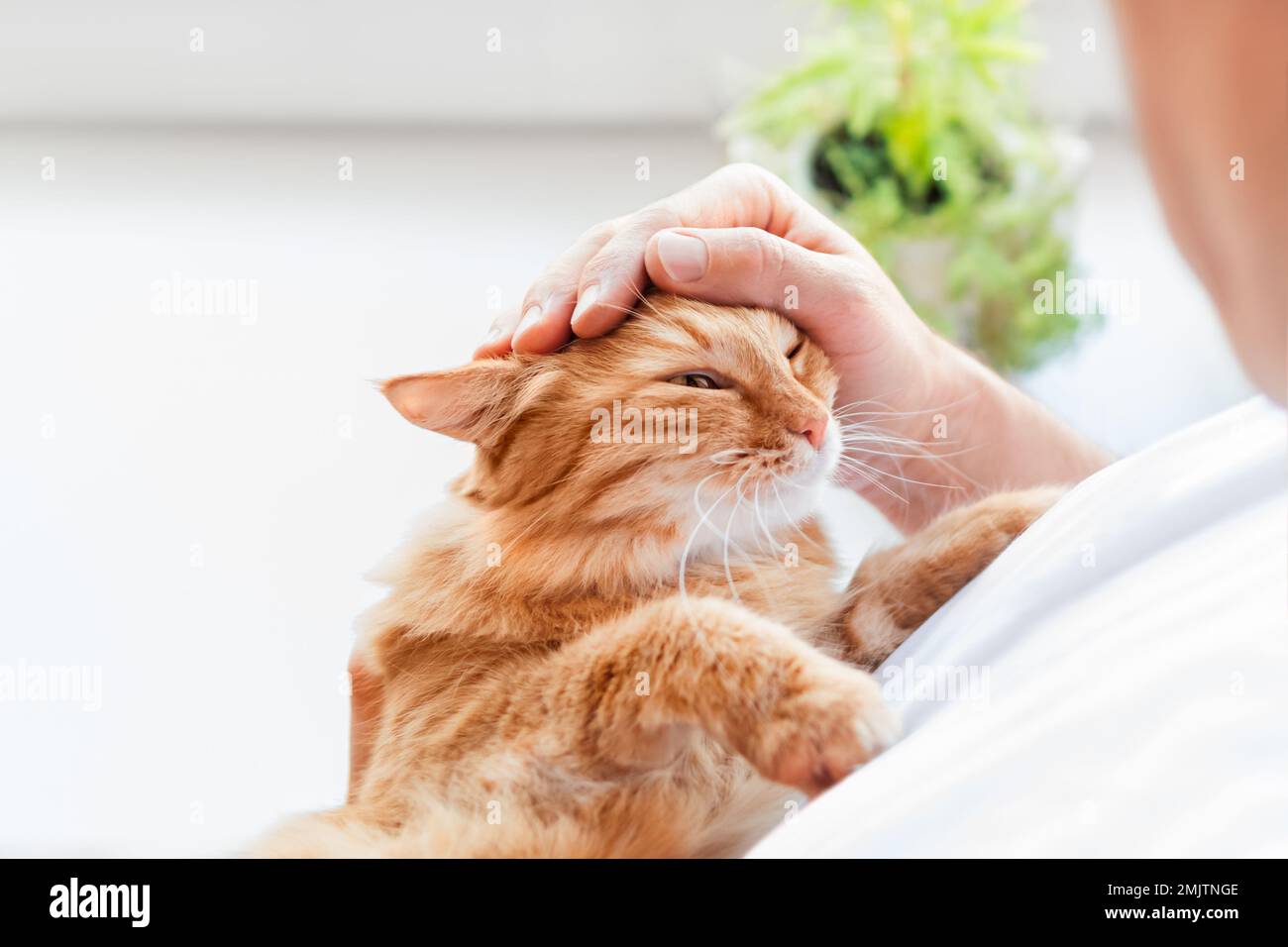 L'uomo sta coccolando carino zenzero gatto. Amante dei gatti, soffice animale domestico e pianta della casa sul davanzale. Animali domestici a casa. Foto Stock