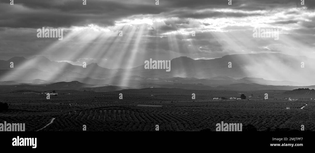 Vista panoramica di un paesaggio agricolo andaluso (Spagna) con raggi di sole che illuminano le colline di ulivi al tramonto Foto Stock