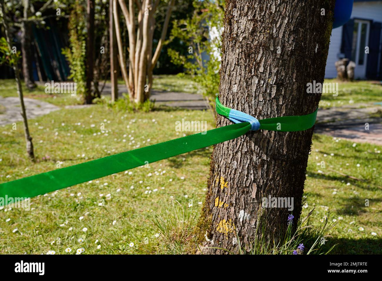 Slackline corda verde per slacklining è legato ad un albero in giardino parco Foto Stock