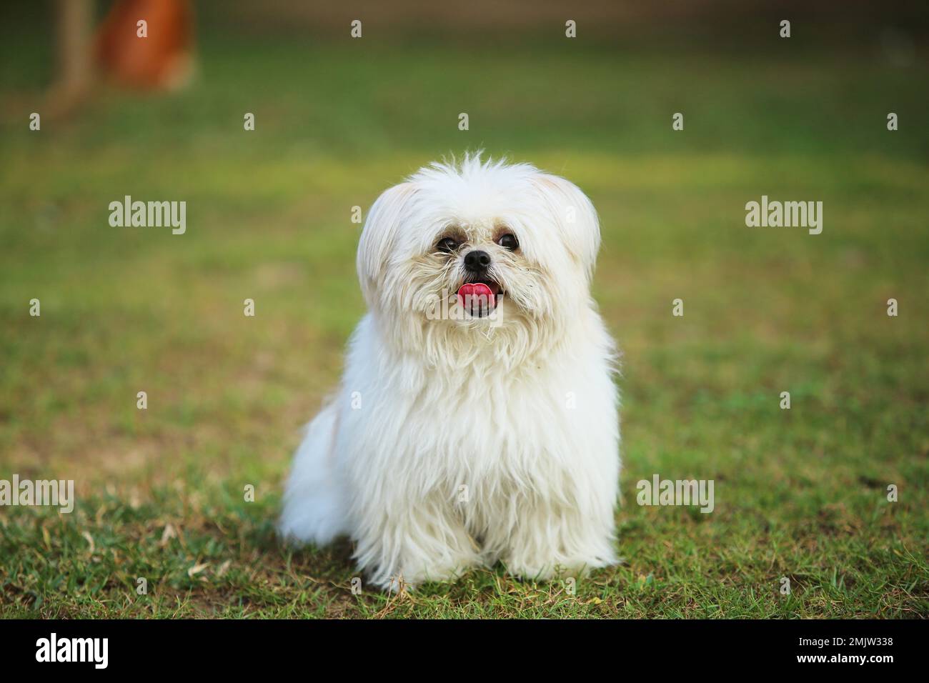 Flluffy cane scatenato al parco. Cane sorridente. Foto Stock