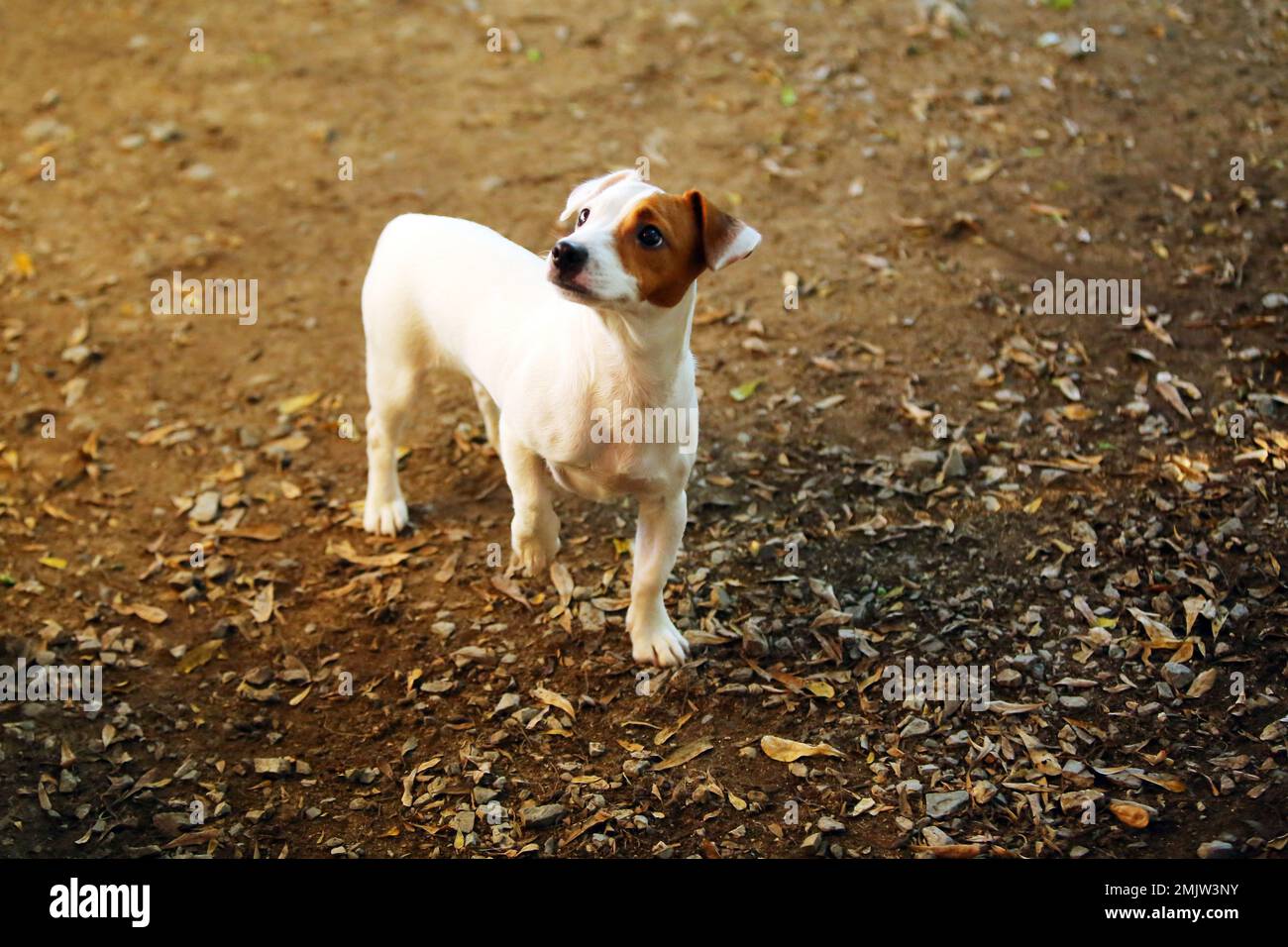 Jack Russell Terrier al parco. Buon cane sorridente. Foto Stock