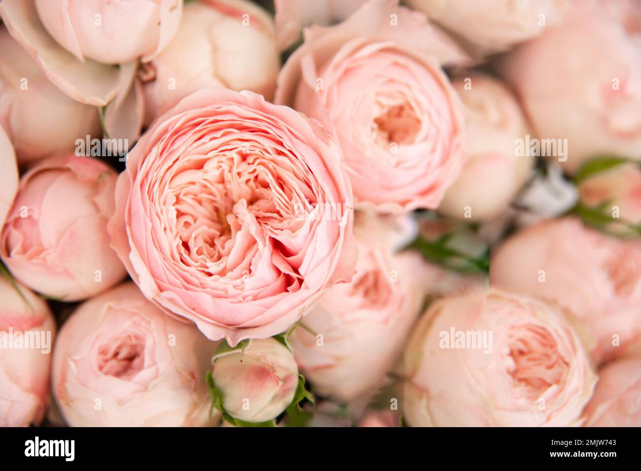 Fiori delicati per il bouquet nuziale - David Austin Roses. fuoco selettivo su germogli aperti su sfondo sfocato di rose Foto Stock